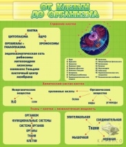 От клетки до организма