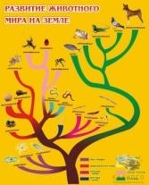 Развитие животного мира на земле
